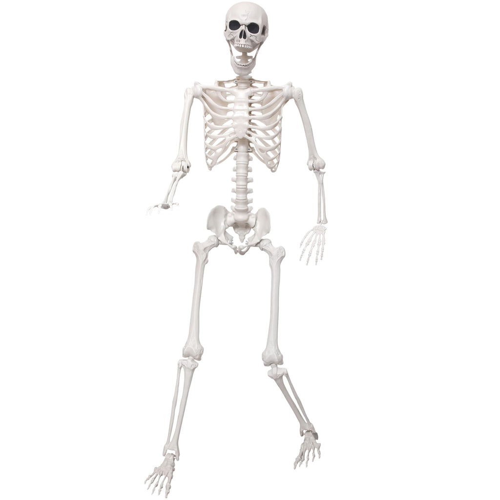 5.4Ft Life Size Skeleton with Movable Joints J83612