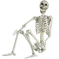 Life Size Skeleton with Posable Joints N426537