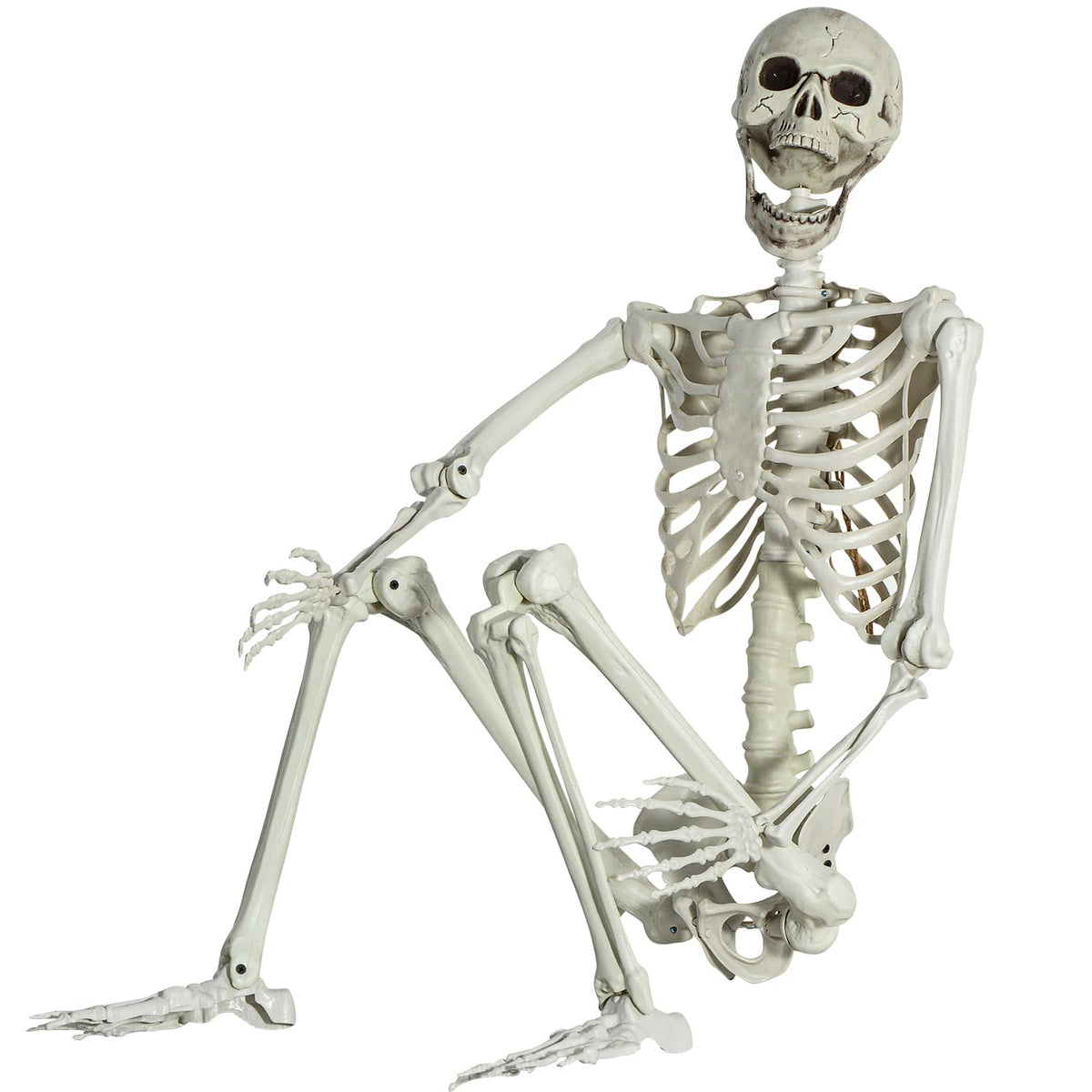 Life Size Skeleton with Posable Joints N426537