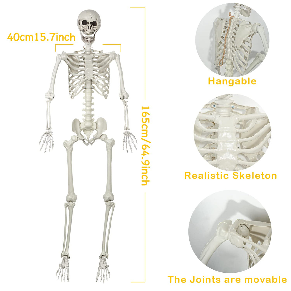 Life Size Skeleton with Posable Joints N426537