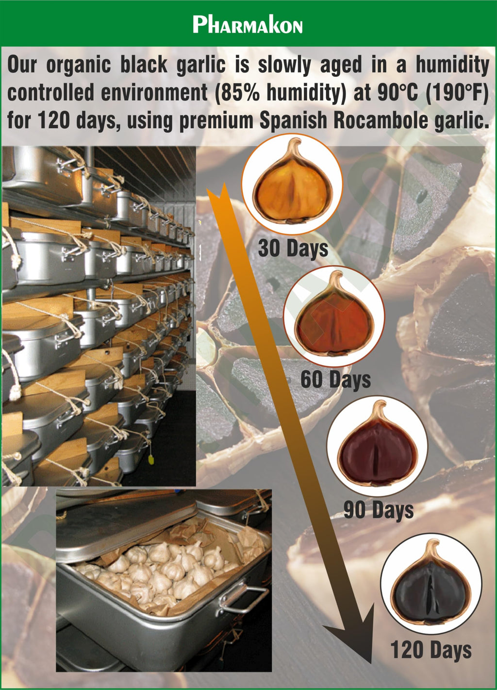 Black Garlic Capsules Y485049